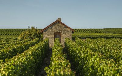 Le travail du sol : l’équilibre entre nature et savoir-faire